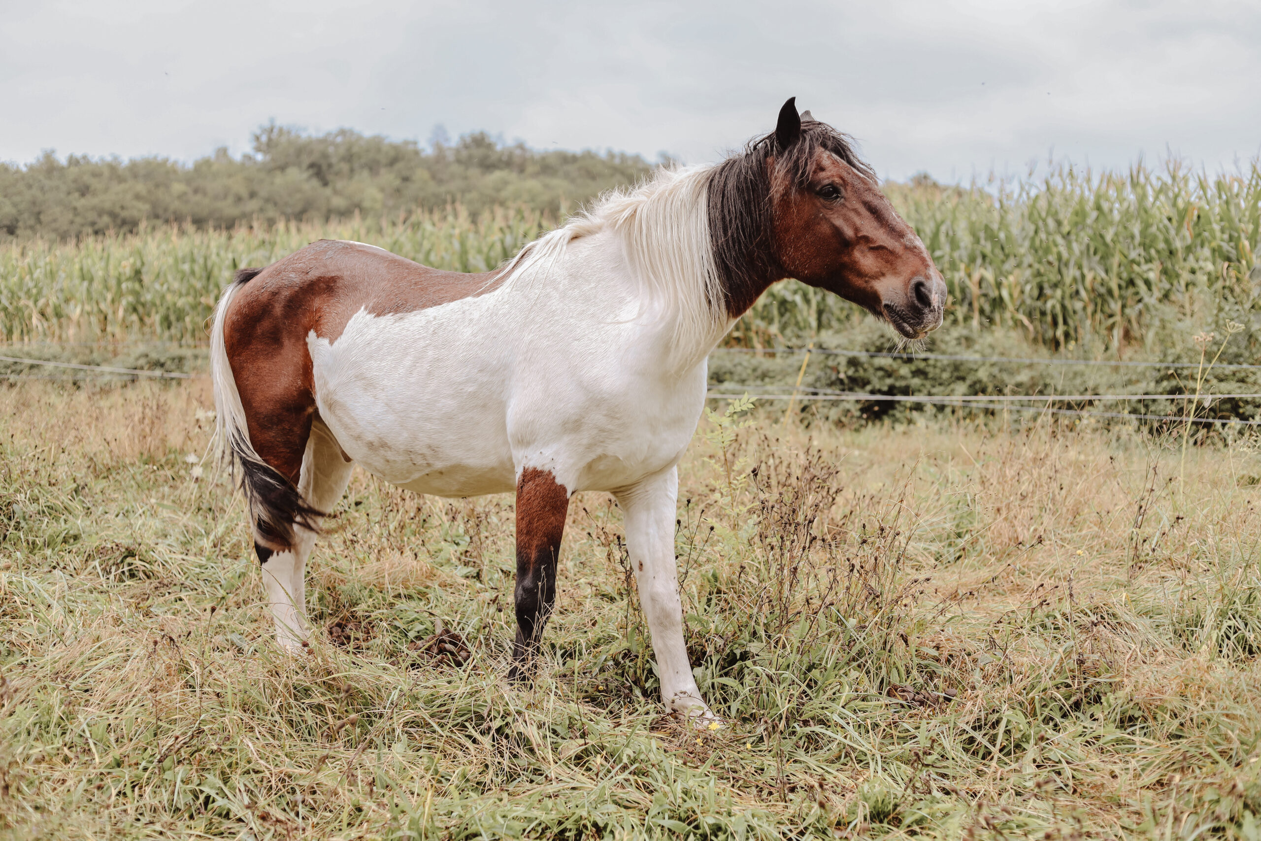 APACHE